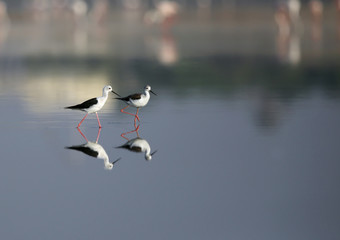 The black-winged stilts