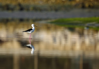 The black-winged stilt