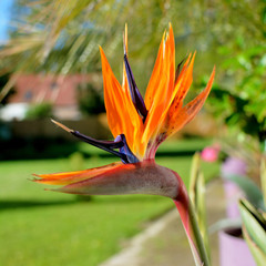 Fototapeta na wymiar Jolie fleurs d'Oiseau du paradis
