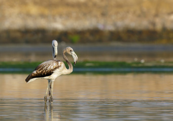 Juvenile Greater Flamingos