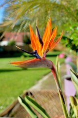 Fototapeta na wymiar Oiseau du paradis, jolie fleur orange