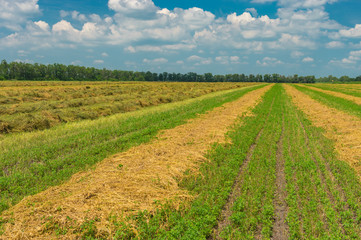 Summer landscape with rows of mowed hay in Ukraine