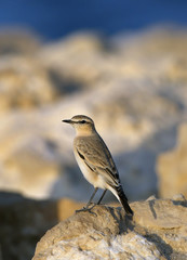 Isabelline Wheatear 