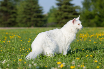 Naklejka na ściany i meble white maine coon cat seats on grass