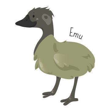 Emu isolated on white. Cartoon character