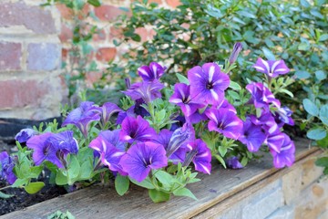 Jolie fleurs de Pétunia Surfinia sur une terrasse