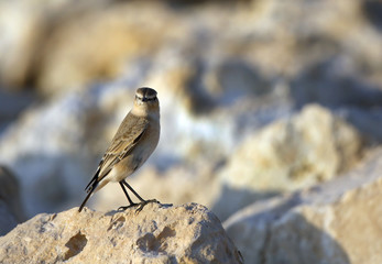 Isabelline Wheatear on the rock