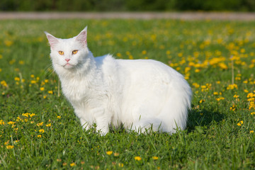 white maine coon cat seats on grass
