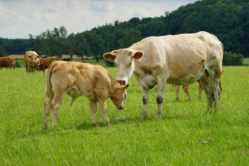 Fototapeta na wymiar Animal ferme vache 148