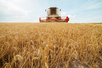 Combine harvester in action on wheat field