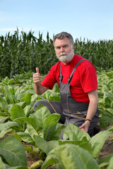 Farmer or agronomist inspect tobacco field