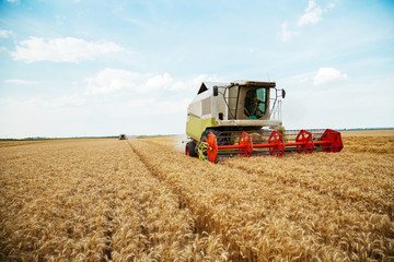 Plakat Combine harvester in action on wheat field