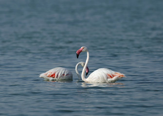 Greater Flamingos wading in water