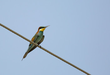 The European bee-eater