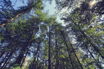 pine forest at summer