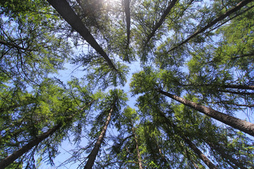 pine forest at summer