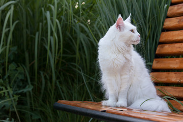 white maine coon cat seats on the bench