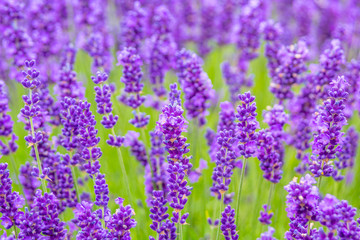Lavender meadow close up