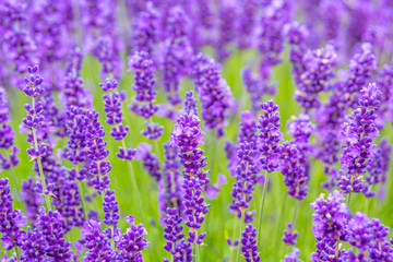 Obraz premium Lavender meadow close up
