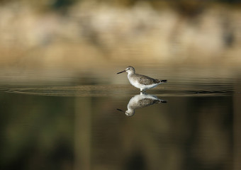 The common greenshank 