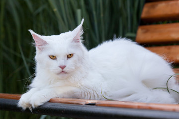 white maine coon cat seats on the bench