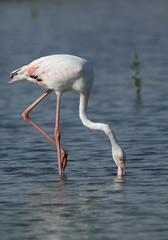Fototapeta na wymiar Greater Flamingo feeding