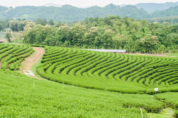 green tea farm