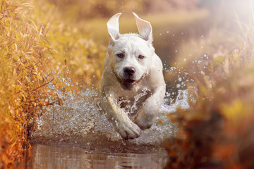 Labrador Welpe rennt bei Sonnenschein durch das Wasser eines Flusses