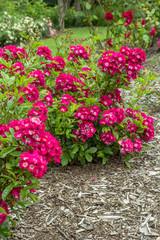 Beautiful garden with red roses blossom