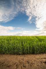 Green wheat field
