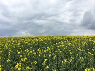 Dunkle Wolken über das Rapsfeld