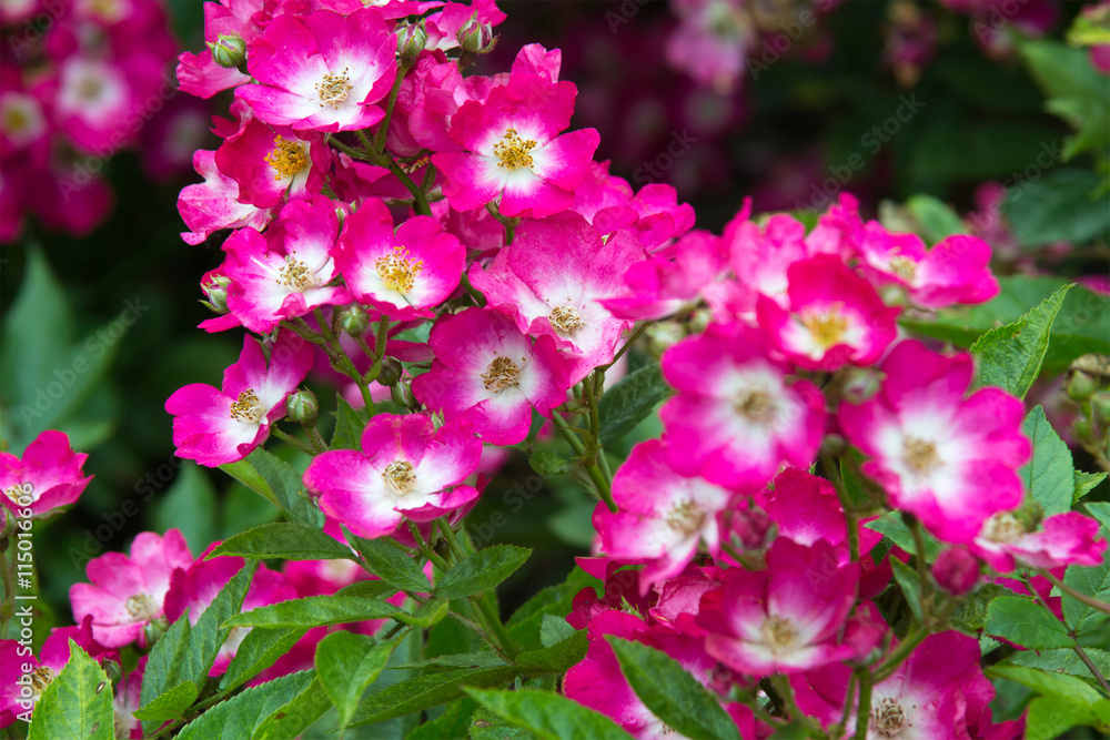 Canvas Prints Pink roses blossom in the garden