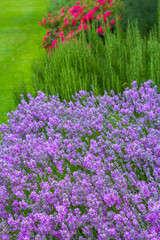 Naklejka premium Lavender meadow close up in the garden