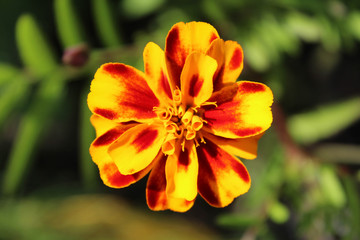 Marigold flower on the blurred background