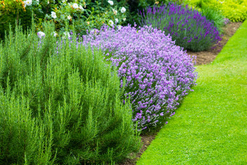 Beautiful, summer garden with blooming lavender and various plants - 115016680