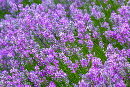 Lavender meadow close up in the garden