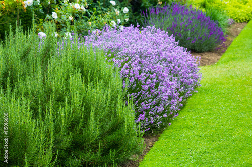 Beautiful Summer Garden With Blooming Lavender And Various