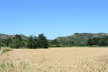 Fototapeta na wymiar paysage de Provence 04072016