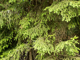 Fototapeta premium forest