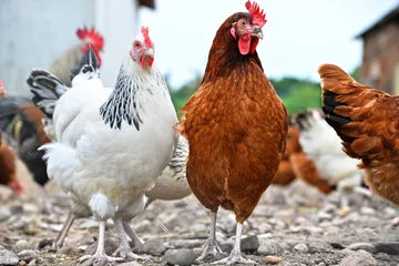 Küchenrückwand glas motiv Hähnchen Hühner auf traditioneller Geflügelfarm aus Freilandhaltung
