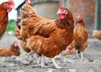 Chickens on traditional free range poultry farm