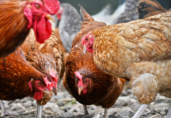 Chickens on traditional free range poultry farm