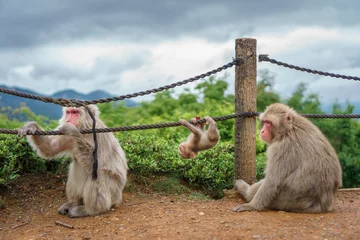 Fototapete Rund Monkey family in Arashiyama mountain, kyoto © F.C.G.