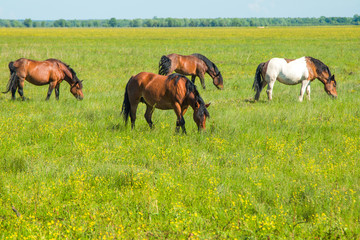     Horses on green field in spring in nature park Lonjsko polje, Croatia 