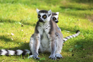 Fototapeta premium niedlicher Lemur