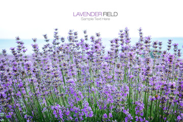 Fototapeta premium Lavender field