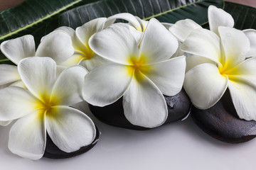 Fototapeta na wymiar charm and harmonious white flowers plumeria or frangipani 