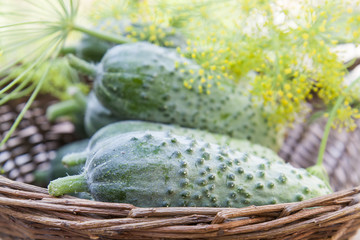 Fresh cucumbers in wicker basket with flowers dill 