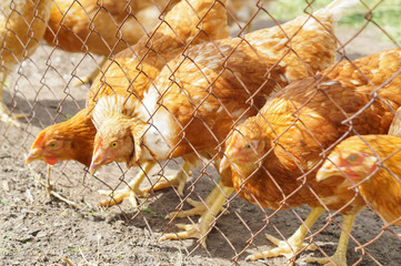 brown chicken in a corral eating