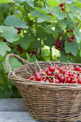 Fresh ripe sweet red currant in wicker basket on berry bush background